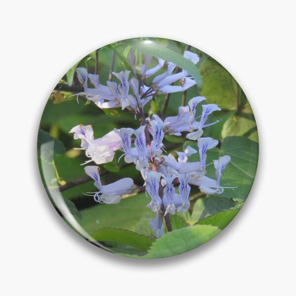 Item preview, Streaky plectranthus designed and sold by greentiger1.