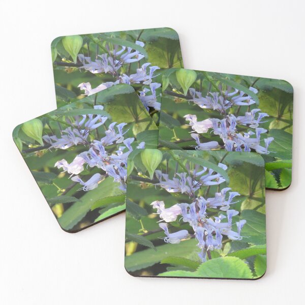 Item preview, Streaky plectranthus designed and sold by greentiger1.