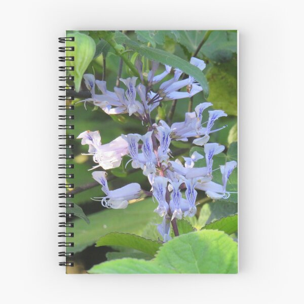Item preview, Streaky plectranthus designed and sold by greentiger1.