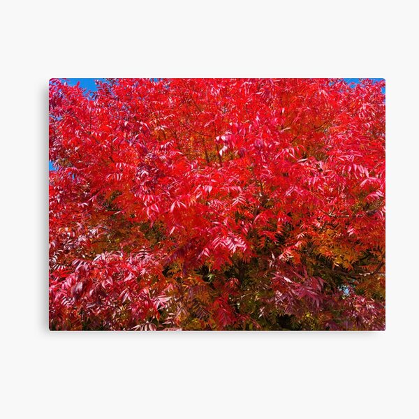 Beautiful intense red autumn leaves Canvas Print