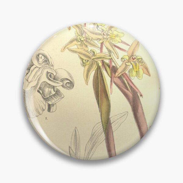 Item preview, Chelonistele sulphurea var. sulphurea (as Coelogyne perakensis) Curtis' 134 (Ser. 4 no. 4) pl. 8203 (1908) designed and sold by EsotericBotanic.