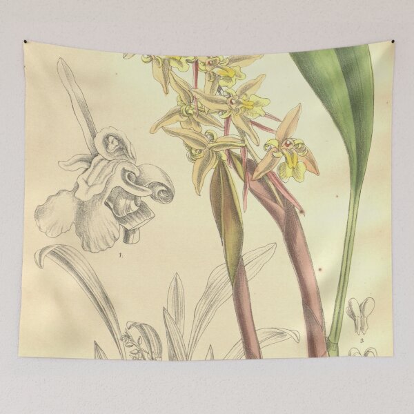 Item preview, Chelonistele sulphurea var. sulphurea (as Coelogyne perakensis) Curtis' 134 (Ser. 4 no. 4) pl. 8203 (1908) designed and sold by EsotericBotanic.