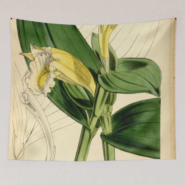 Item preview, Sobralia macrophylla (= chlorantha Curtis v. 78 pl .4682 designed and sold by EsotericBotanic.