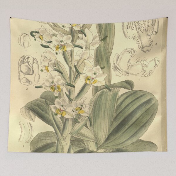 Item preview, Gavilea longibracteata (as Chloraea longibracteata) Curtis' 129 (Ser. 3 no. 59) pl. 7909 (1903) designed and sold by EsotericBotanic.