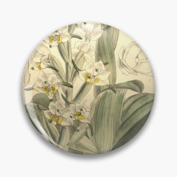 Item preview, Gavilea longibracteata (as Chloraea longibracteata) Curtis' 129 (Ser. 3 no. 59) pl. 7909 (1903) designed and sold by EsotericBotanic.