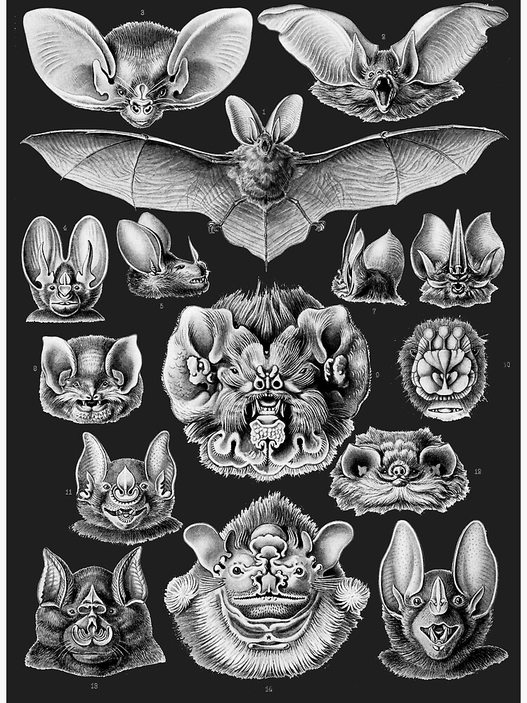 "Ernst Haeckel Chiroptera Vampire Bats Scientific Illustration" Poster