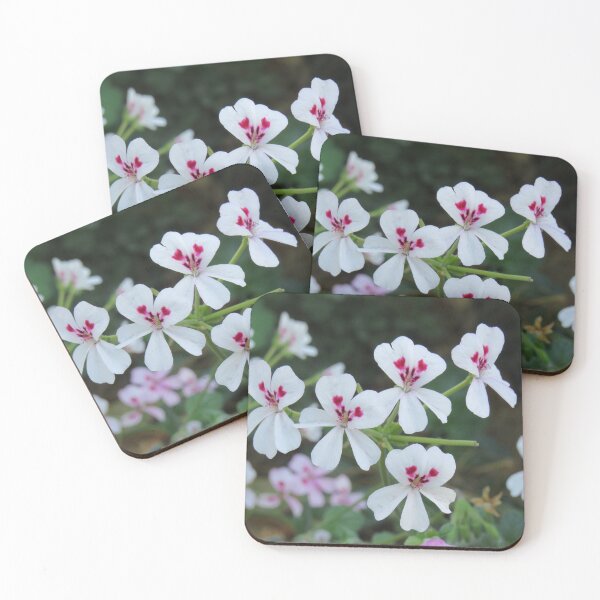 Item preview, White pelargonium echinatum designed and sold by greentiger1.