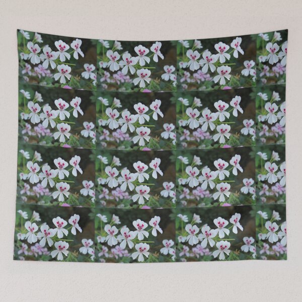 Item preview, White pelargonium echinatum designed and sold by greentiger1.