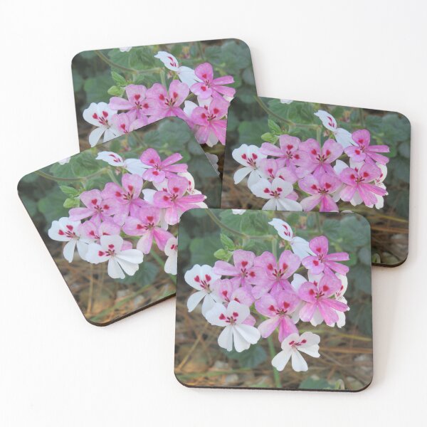 Item preview, Pink pelargonium echinatum designed and sold by greentiger1.