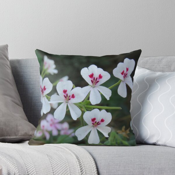Item preview, White pelargonium echinatum designed and sold by greentiger1.