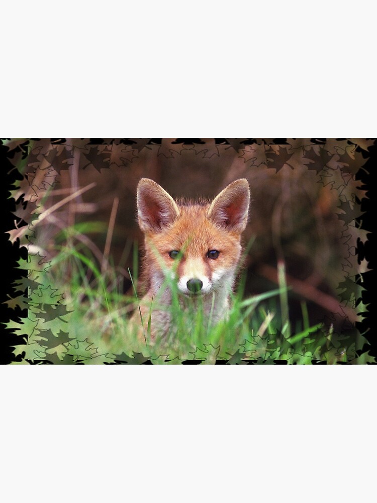 « jeune renard » par LustratPhilippe