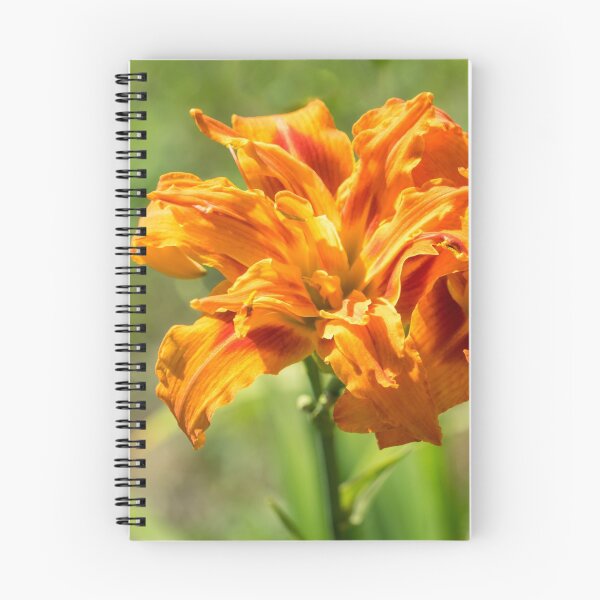 Item preview, Happy Orange Ruffles - Boldly Colored Daylilies Duo Abloom designed and sold by Georgia Mizuleva.