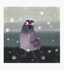 Angry Pigeon Photographic Print