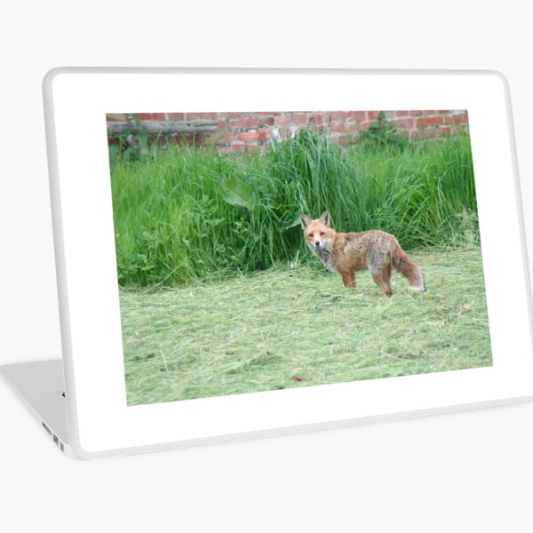Aperçu de l'œuvre Un renard curieux créée et vendue par Calidris Fotografie Steffi & Ben Köppler.