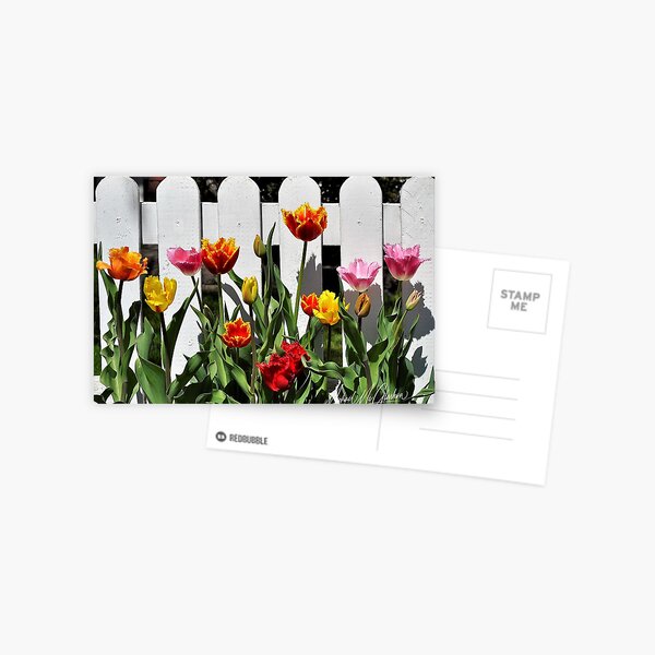 Item preview, Tulips  photo designed and sold by mikemcglashon.