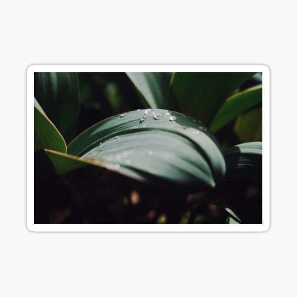 Morning Dew Sticker