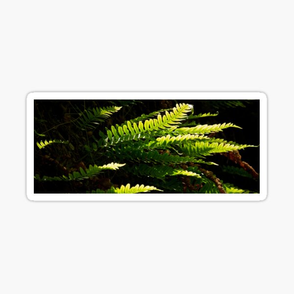 Common polypody panoramic Sticker