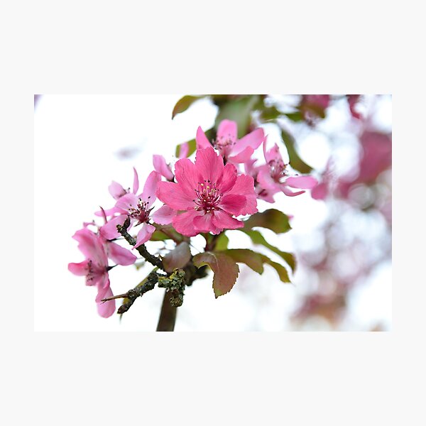 Item preview, Pretty in pink designed and sold by GFPhotography.