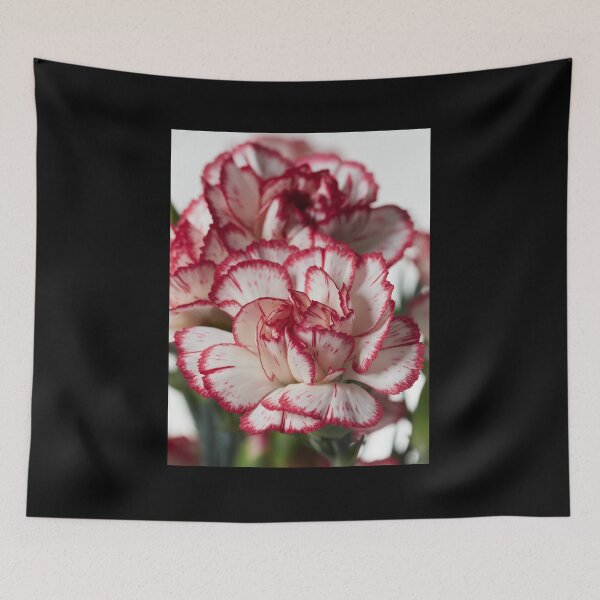 Item preview, White and red Carnation 1 designed and sold by Jouko Lehto Photography.