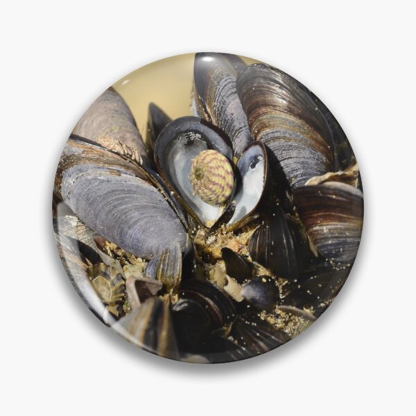 Item preview, Seashells designed and sold by GFPhotography.