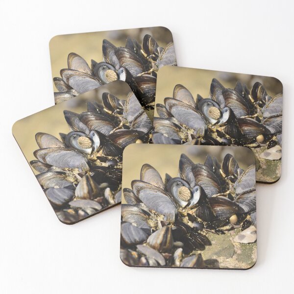 Item preview, Seashells designed and sold by GFPhotography.