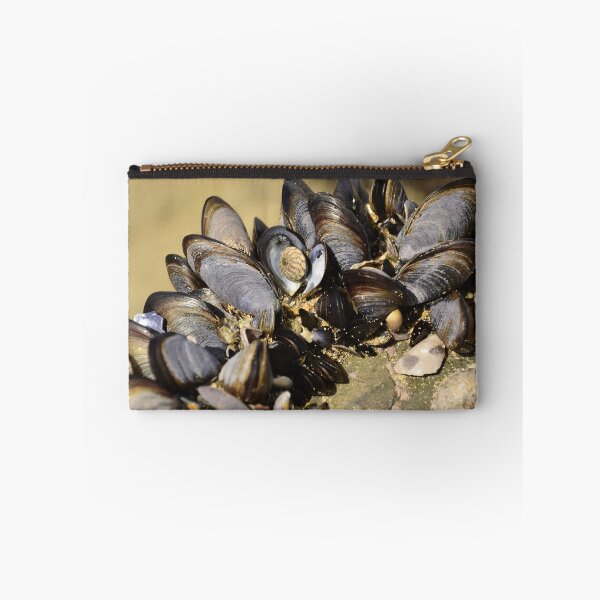 Item preview, Seashells designed and sold by GFPhotography.