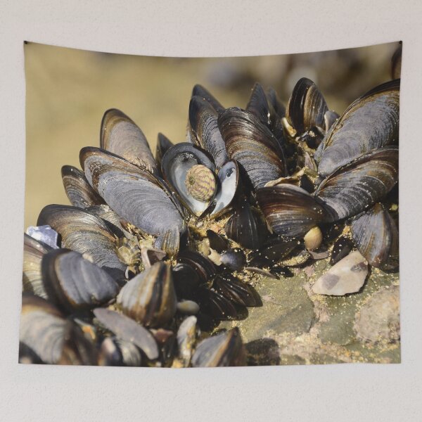 Item preview, Seashells designed and sold by GFPhotography.