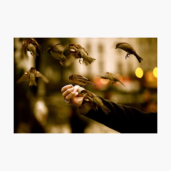 Best Image for Prints, Cards, Poster, Calender Photographic Print