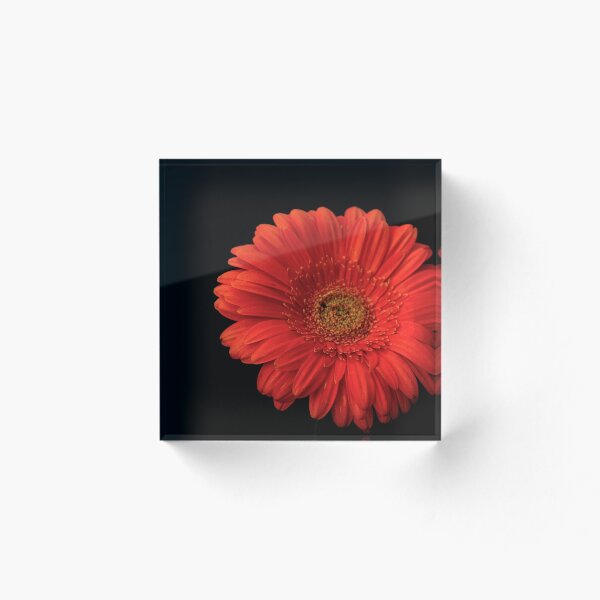 Aperçu de l'œuvre Gerberas créée et vendue par Babbler01.