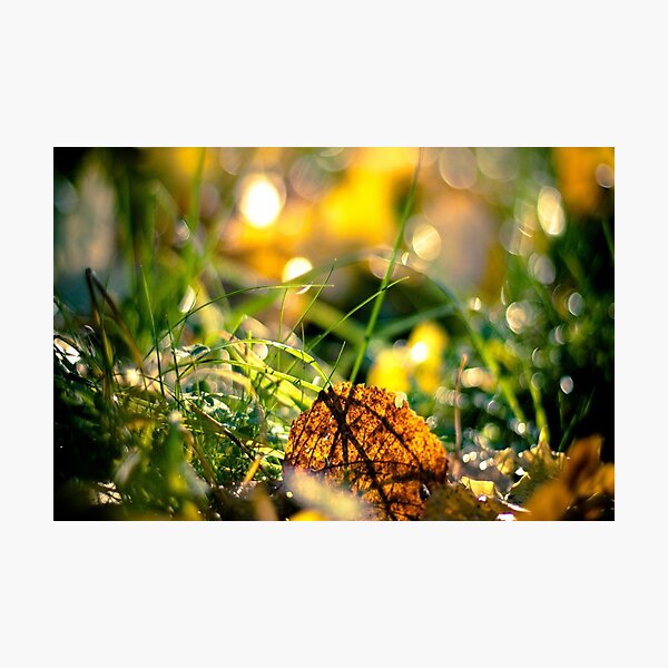 Best Image for Prints, Cards, Poster, Calender Photographic Print