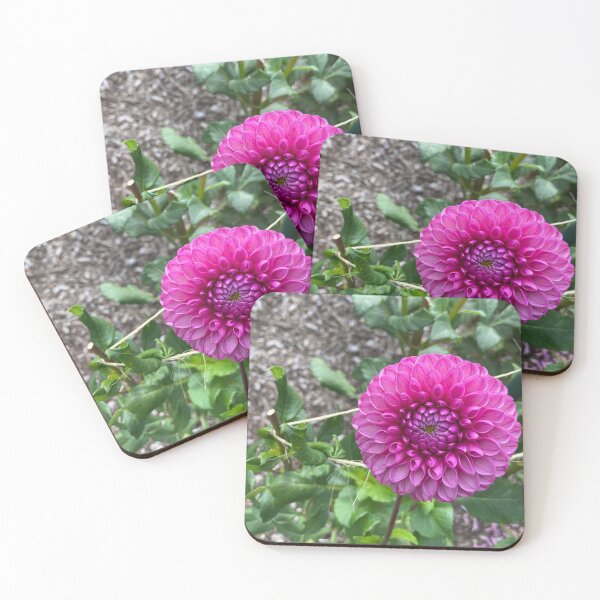 Item preview, Pink dahlia in the garden designed and sold by JuliVogel.