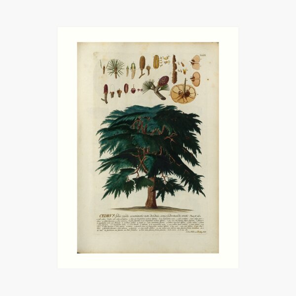 Cedar Tree Print Art Print