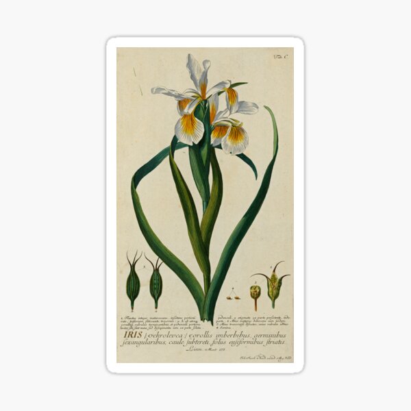 Item preview, White Iris Print designed and sold by Lloyd Library & Museum.