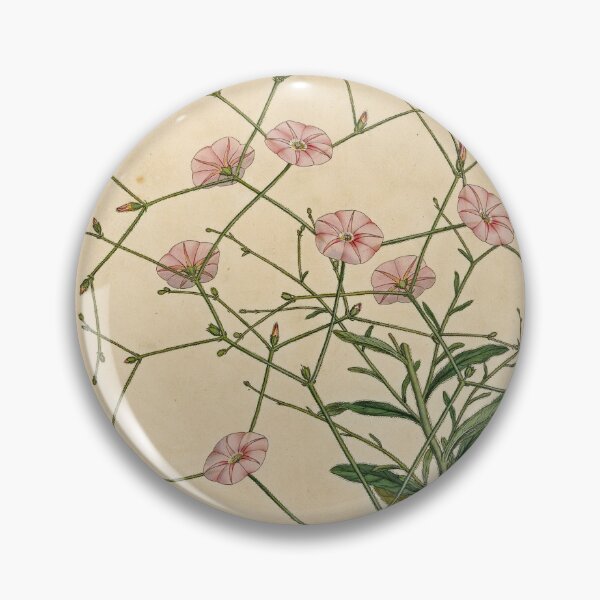 Item preview, Convolvulus dorycnium print designed and sold by Lloyd Library & Museum.