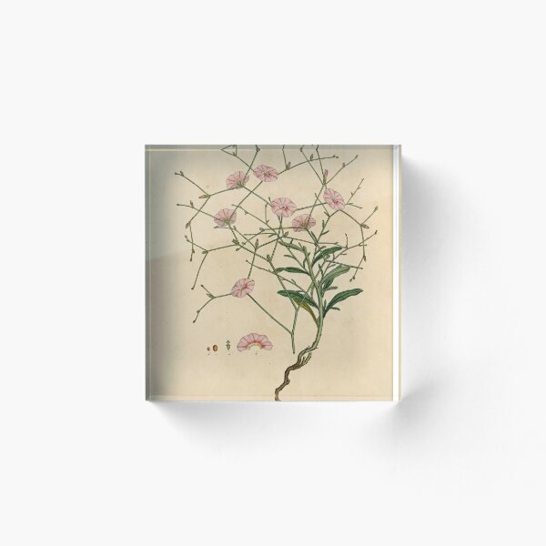 Item preview, Convolvulus dorycnium imprimir designed and sold by Lloyd Library & Museum.