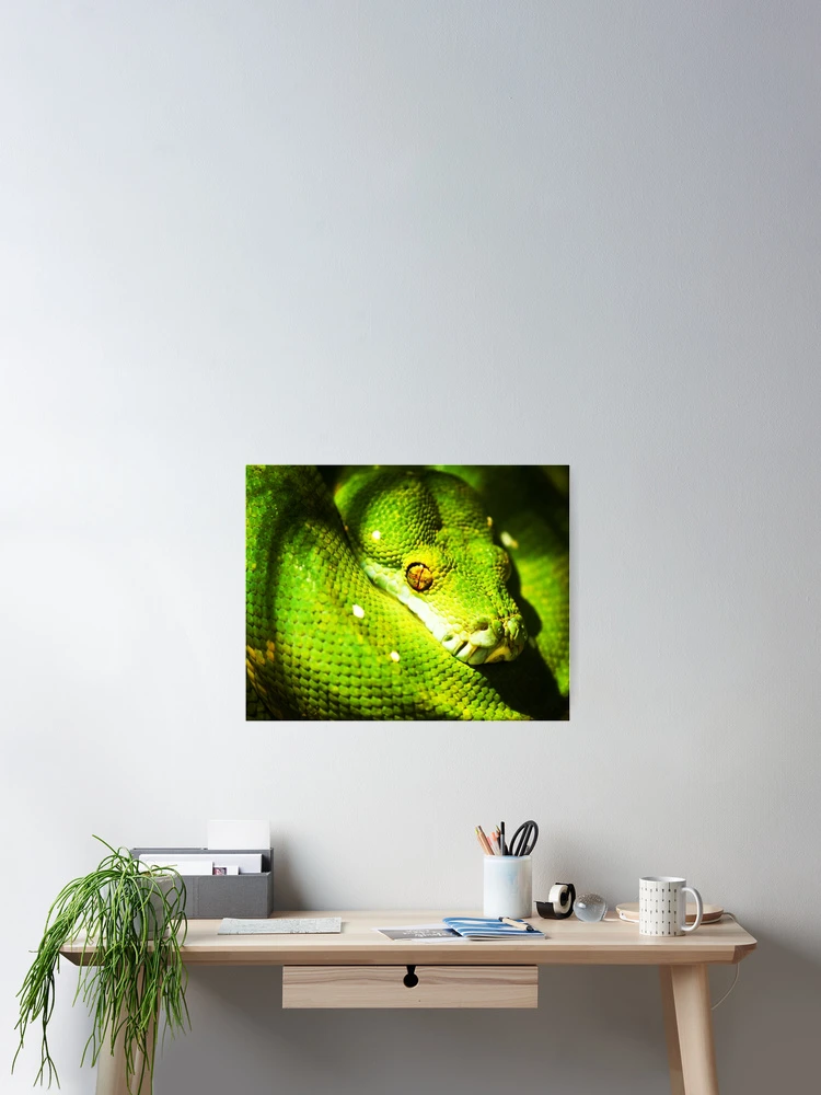 Thumbnail 2 of 3, Poster, Python-itis. designed and sold by BaliBuddha.