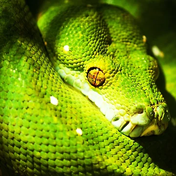 Artwork thumbnail, Python-itis. by BaliBuddha