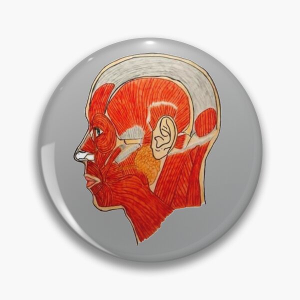 Item preview, Muscles of Facial Expression (Lateral View) designed and sold by Arte Del Cuerpo Humano.