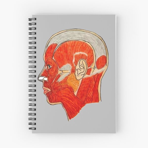 Item preview, Muscles of Facial Expression (Lateral View) designed and sold by Arte Del Cuerpo Humano.