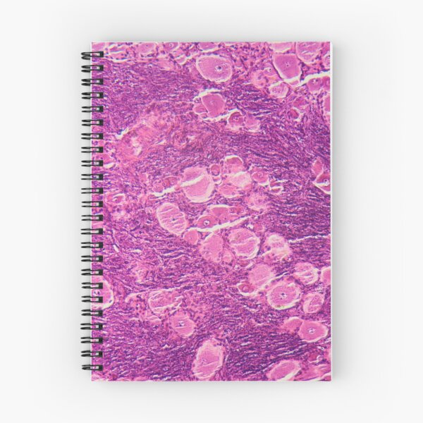 Item preview, A longitudinal section of human spinal ganglion cells under the microscope. designed and sold by Zosimus.