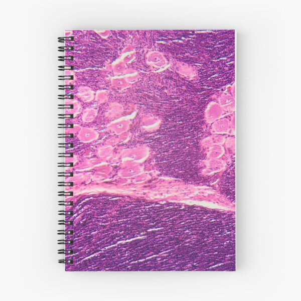 Item preview, Longitudinal section of human spinal ganglion cells under the microscope designed and sold by Zosimus.