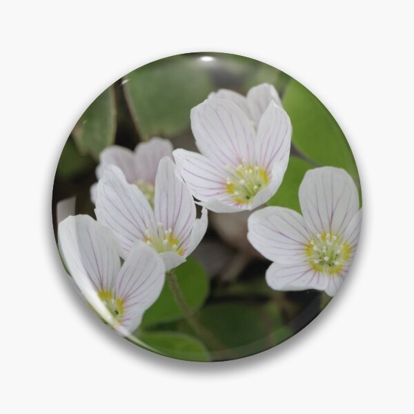Item preview, Flowers of common wood sorrel, Oxalis acetosella designed and sold by Zosimus.