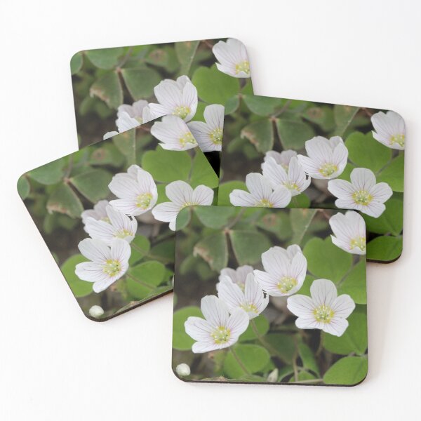 Item preview, Flowers of common wood sorrel, Oxalis acetosella designed and sold by Zosimus.