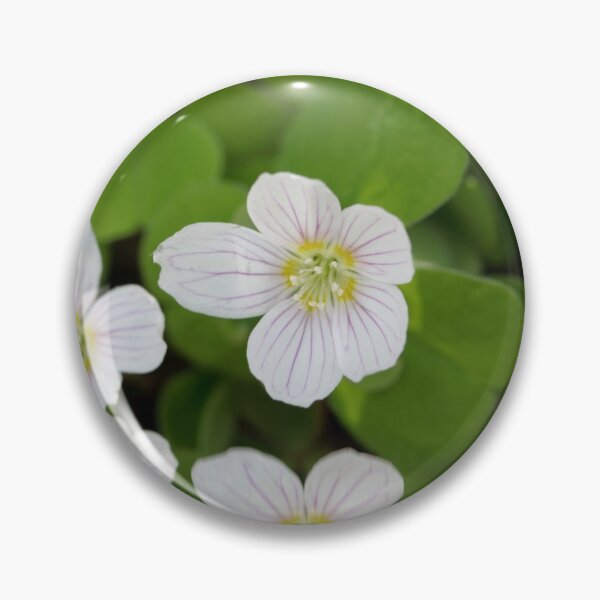 Item preview, Flowers of common wood sorrel, Oxalis acetosella designed and sold by Zosimus.
