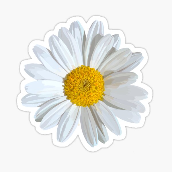 White daisies flower on blue Sticker