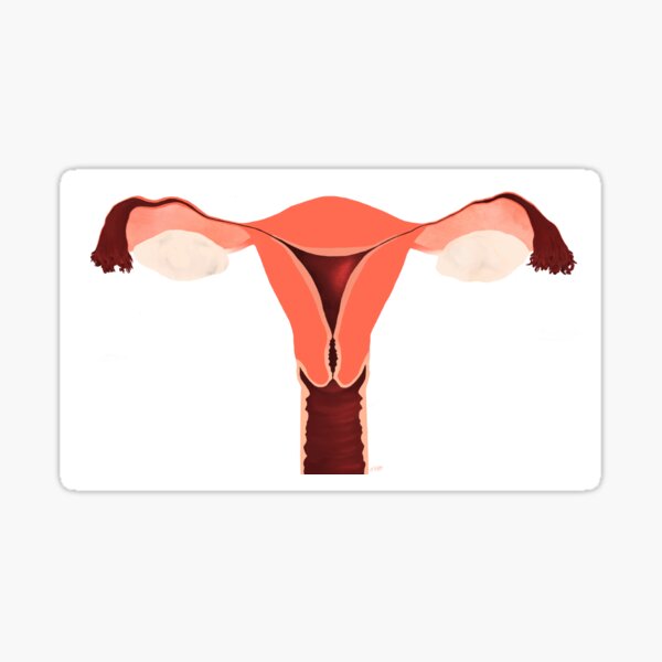 Internal Anatomy of the Uterus Sticker