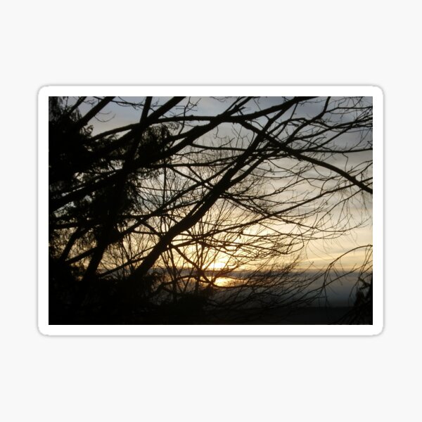Branches at Sunset Sticker