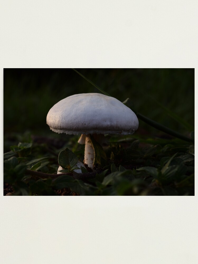 Alternate view of Sleepy Shroom Photographic Print