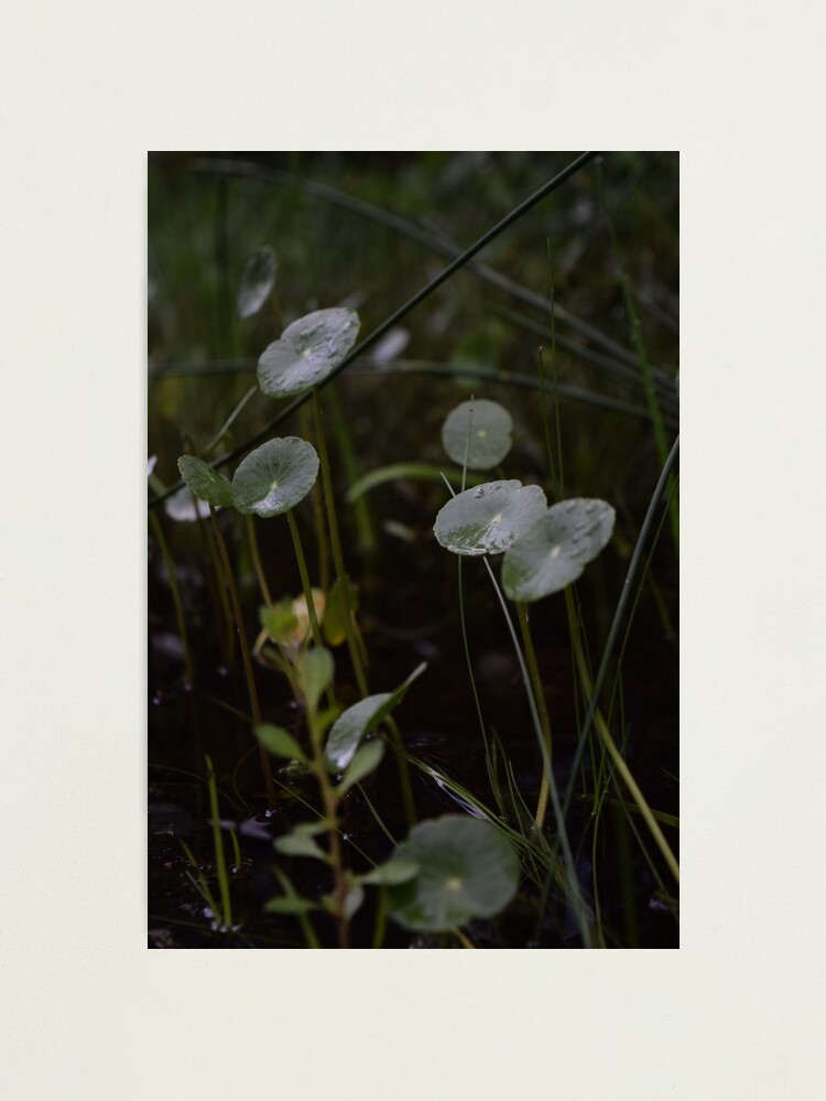 Alternate view of Forest Sun Babies Photographic Print