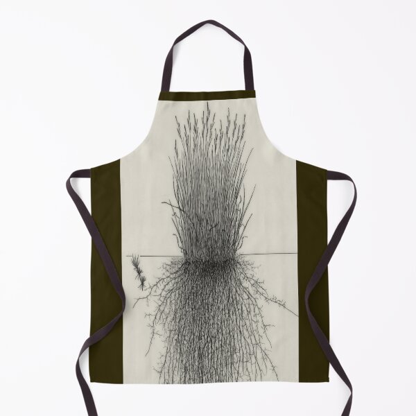 Item preview, Carex elata - Botanical Drawing of the Plant and its Roots designed and sold by Groenendijk.